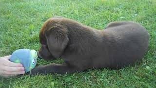 Download lagu Twix at 7 weeks of age Twix at 7 weeks of age