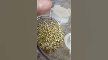 Mung Bean - Day 2