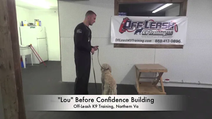 6-Month Old Lou! Confidence Building!  Puppy Training Northern Virginia