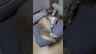 소금이의 바쁜 하루