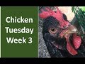 Chicken Tuesday Week 3