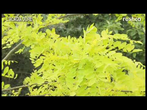 Vidéo: Acacia Jaune (66 Photos) : Description De L'arbre Caragana, 