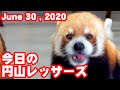 【レッサーパンダ】今日の円山レッサーズ　Red Pandas at Maruyama Zoo