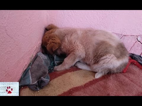 Scared puppy was staring at the wall for days after his rescue, and then...