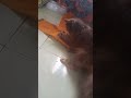 kucingnya malah bawa kadal ke rumah 😭 #kucinglucu #catlovers #cat