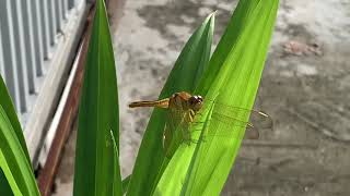 My first dragonfly encounter - seeing a dragonfly = Good luck to all Wealth