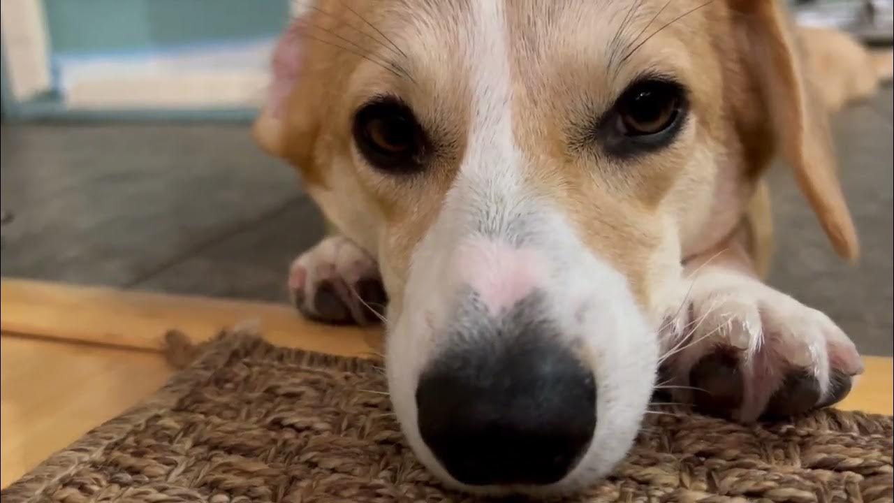 Ram catch a Kennel cough YouTube