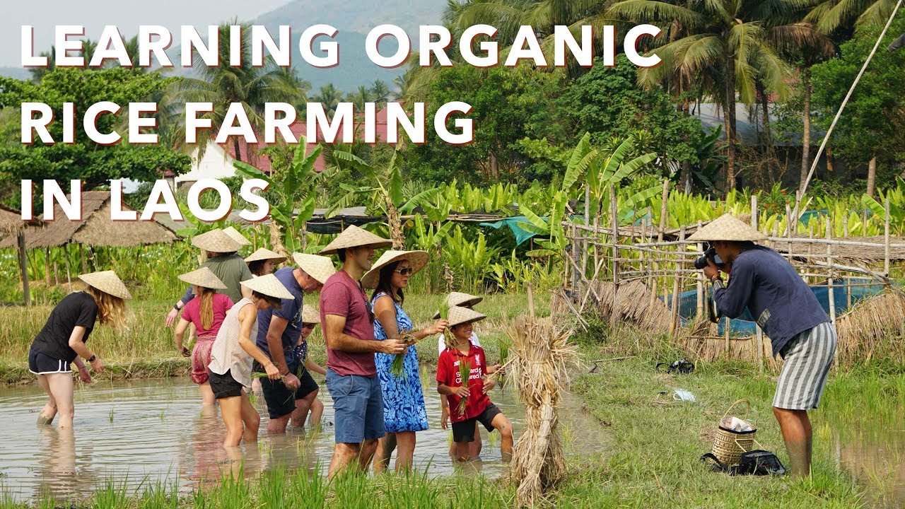 Learning Organic Rice Farming in Laos The Living Land Farm YouTube