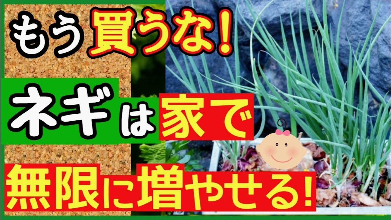 ネギは買うより育てた方がお得！1回植えたら“無限に収穫”できる最強の育て方♪種まき～収穫まで【初心者家庭菜園・小ネギ・プランター】