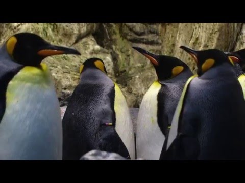 Vídeo: Diferencia Entre Pingüino Rey Y Emperador