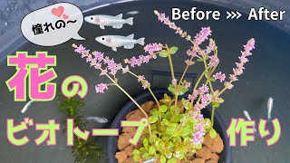 【おすすめの水草】メダカが泳ぐ花の睡蓮鉢！ビフォーアフター【コーナンとセリアでビオトープ作り】