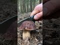 Beautiful porcini mushrooms #porcini #wildmushrooms #nature #boletus #youtubeshorts #shorts #fungi