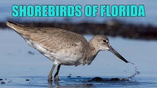 Shorebirds of Florida