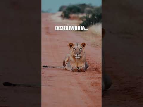 Safari w Kenii: Oczekiwania vs Rzeczywistość 😳🦁 | Tsavo East #shorts #afryka #kenia