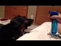 Aussie mix attacks squirt bottle
