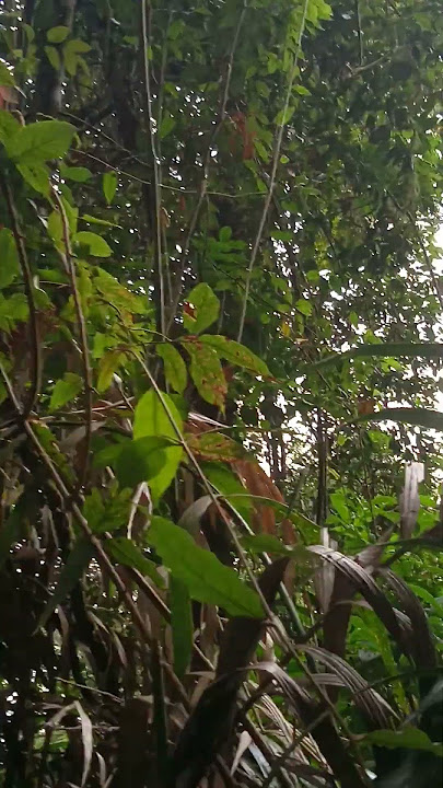 suara burung cucak kopi asli alam gunung Raung  explore ke hutan ketemu burung ini mantap suaranya