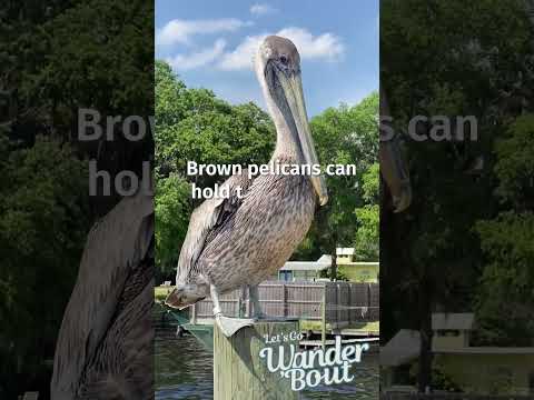 Meet the Brown Pelicans of the St. Johns River: Diving for Dinner