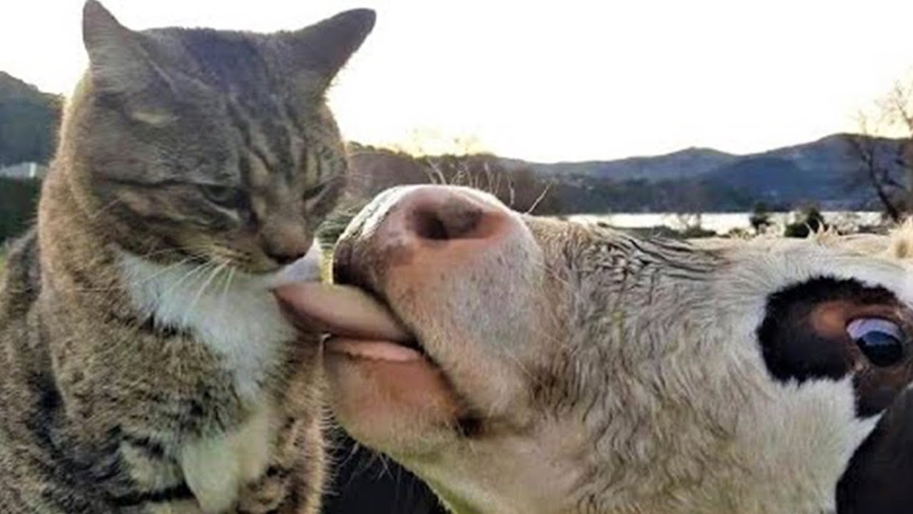 Funny Animal Videos 2023 😂 Funniest Cats And Dogs Videos 😺Funny animal videos #1