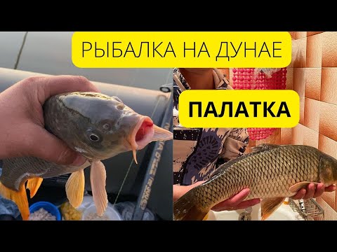 Рыбалка на Дунае!