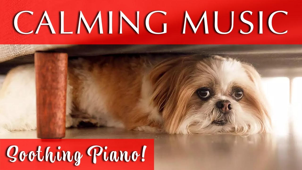 View of Piano Music for Anxiety in Dogs | This WILL Calm Them! - YouTube