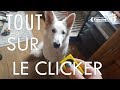 Eduquer son chien au clicker  enjoying life