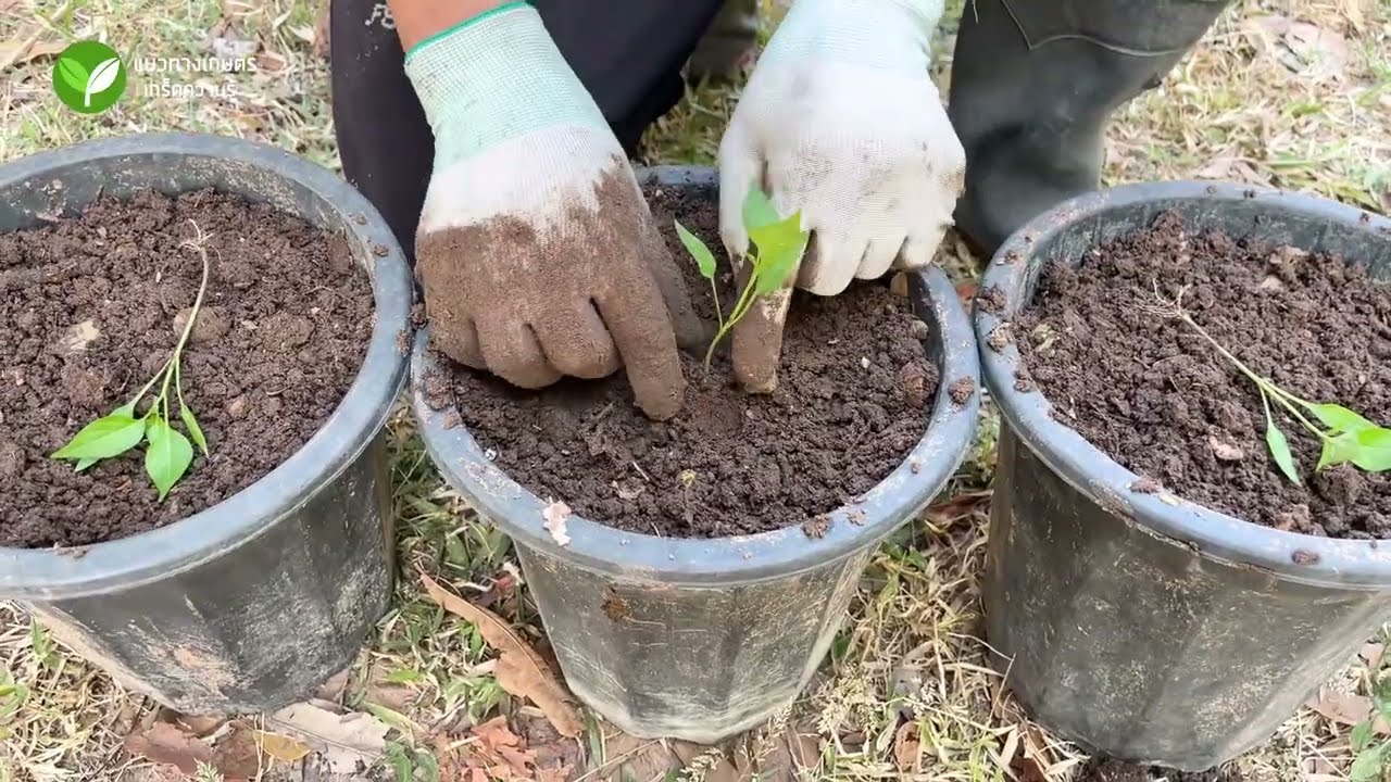 เทคนิคปลูกพริกในกระถาง ให้ปลอดโรค ได้ผลผลิตดี #พริก #ปลูกพริก #อนิติ