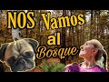 #vlog#carlino#bosque VLOG/CARLINO 🐕‍🦺VAMOS AL BOSQUE 🌲OS PRESENTO A MI HIJA VANE💖