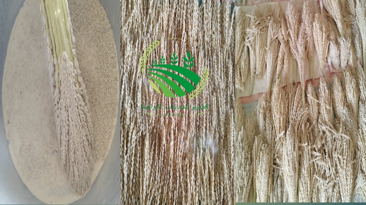 طرق  استخراج  وتجهيز وحفظ حبوب لقاح النخيل