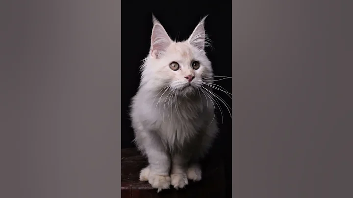 Video 11584651: mainecoon cat kitten