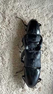 スマトラ Youtube スマトラ Youtube