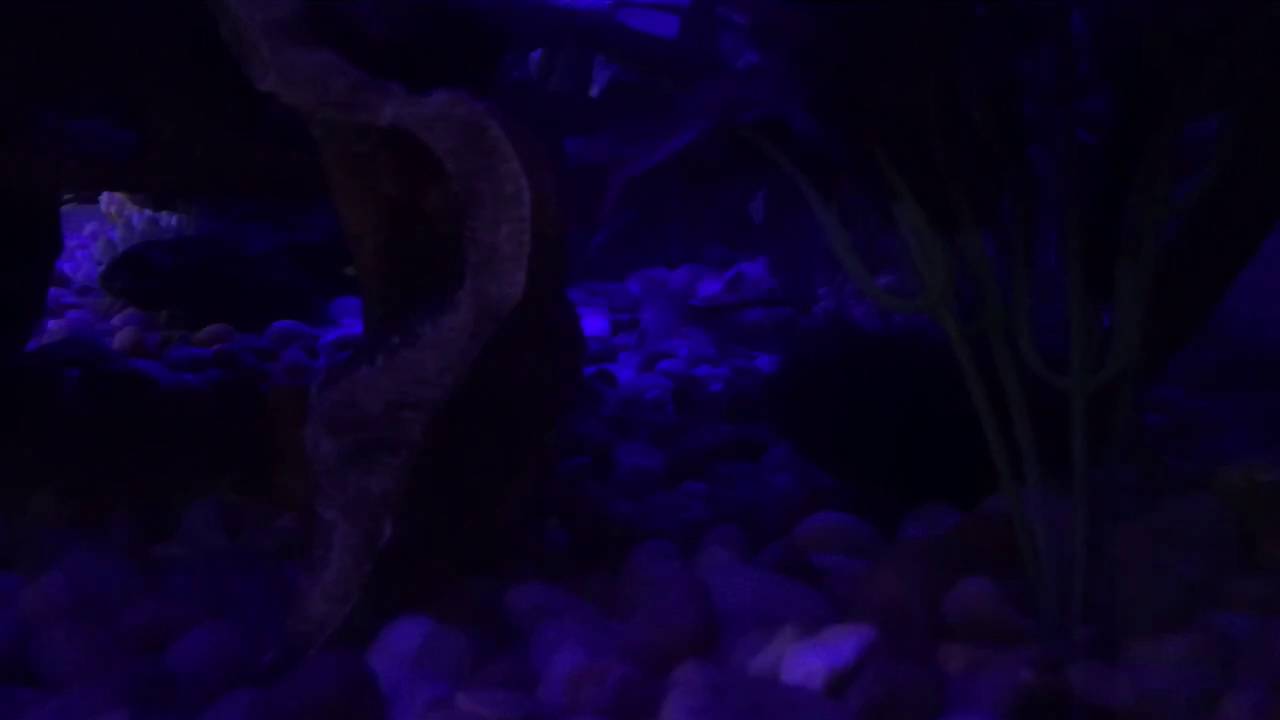 A Pretty Feeder Fish At Petco YouTube