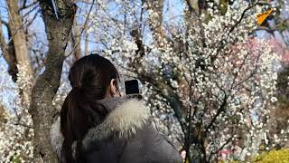 もうすぐ春　日本で梅の花が見頃に