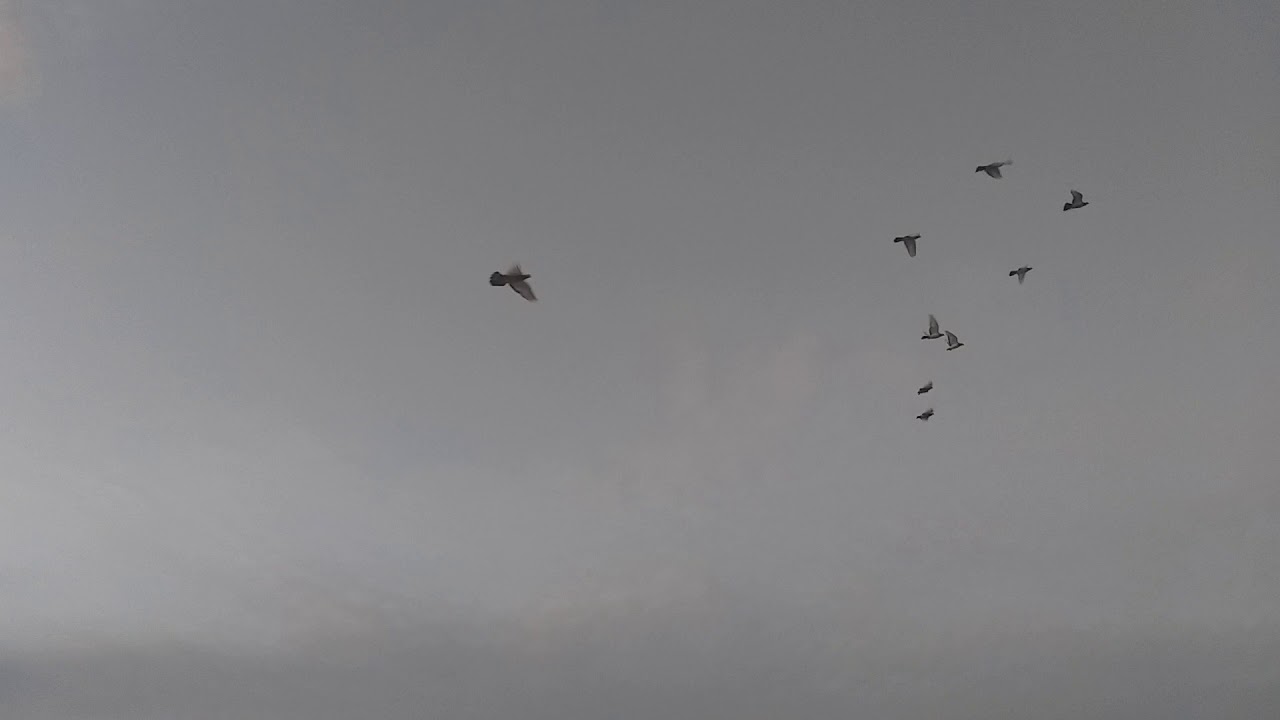 الازرك العراقي  نبذه مختصره لمراحل تخريج الحمام التفاصيل داخل المقطع