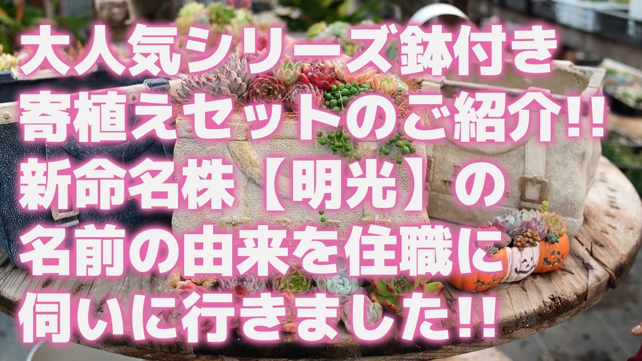 Succulent] Introducing the popular series of potted planting