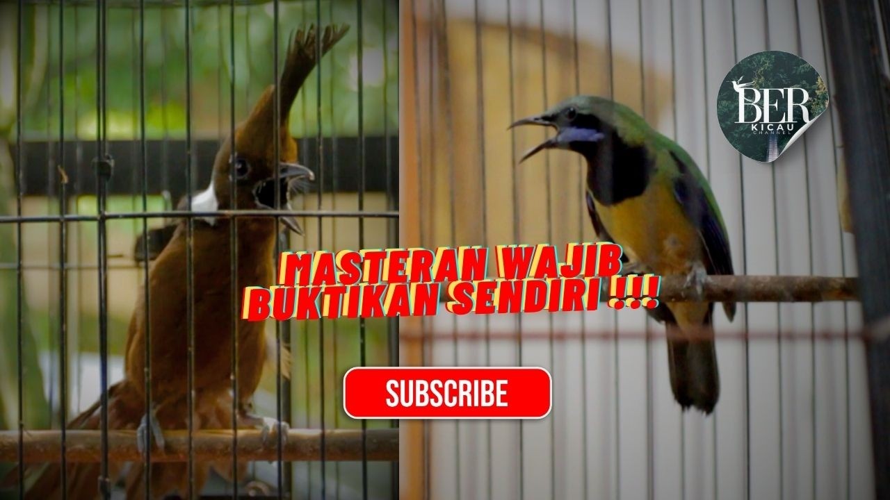 MASTERAN CILILIN vs CUCAK CUNGKOK !! DIJAMIN CEPAT MASUK