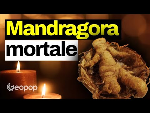 Video: Cosa fai con la mandragola: usi per la radice di mandragola