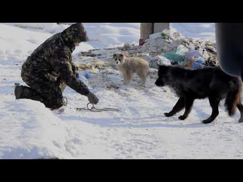 Как в Якутске отлавливают безнадзорных собак