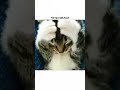 modi jasa sant ❌#cat #relatable #aestheic #funny #memes #shortvideos #popular #cute #comedy
