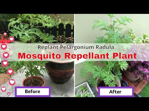 Replant Geraniums  l  Pelargonium Radula  l  Pokok Jeremin