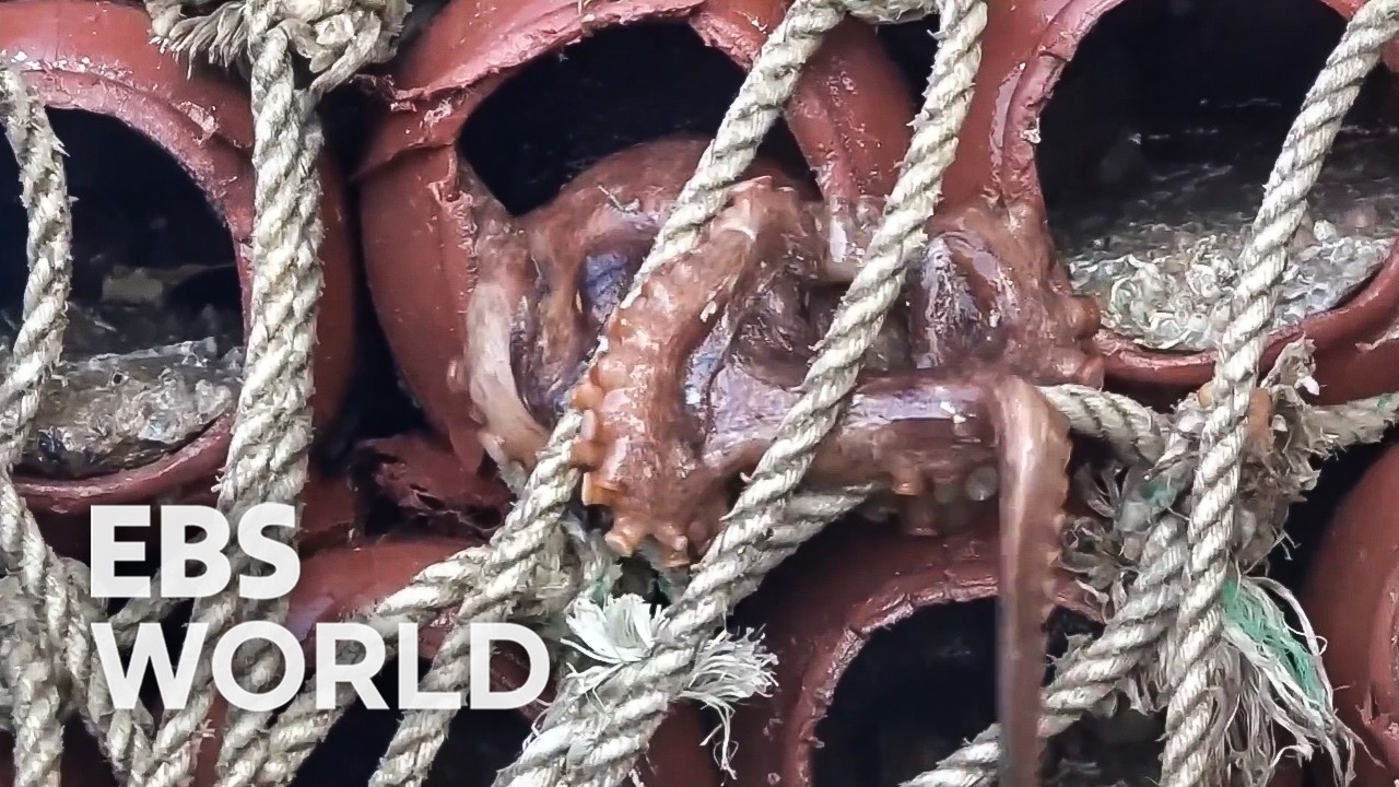 [ENG SUB] 200kg Of Octopus Caught With Ancient Traps In Yeosu Korea #PICKDOCU