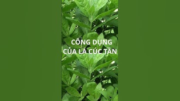CÂY THUỐC NAM.#chamsocsuckhoechudong  #cuocsong #sucsongtre# #yeucuocsong #lamdep #phunu30