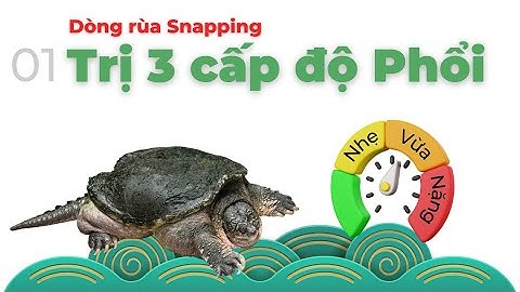 #1 Trị phổi 3 cấp độ dòng rùa snapping: Phổi nhẹ, vừa và nặng (rùa cá sấu, flo, comx) #nuoirua