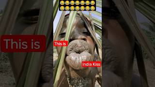 Ahoufe Funny Moments 