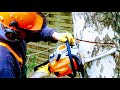 FELLING OLD BIRCH TREE, HOW TO CUT DOWN TREES YOURSELF SAFELY, CHAINSAW TRUNK ROPE FELL DIY TUTORIAL