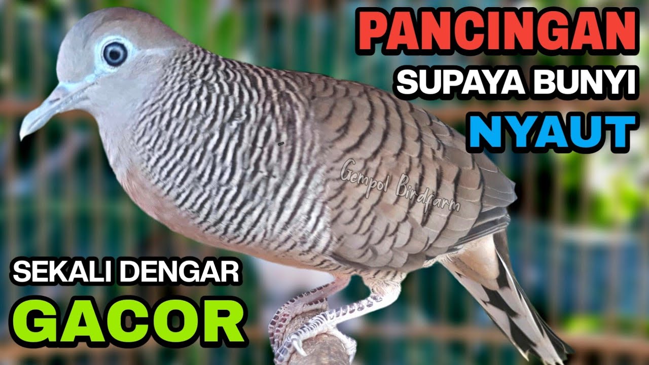 Perkutut Lokal Gacor Suara Besar Pancingan Burung Perkutut Agar Cepat Bunyi.