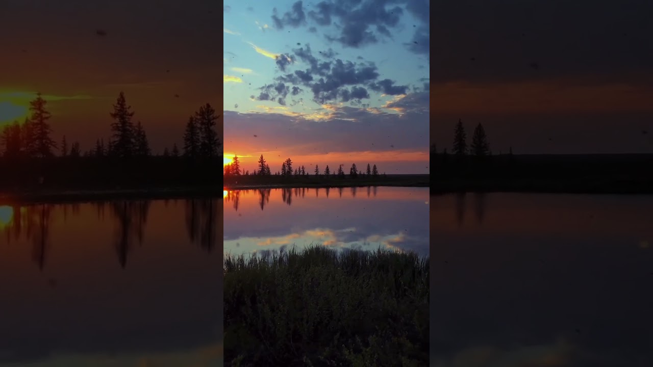 Summer dawn in the forest Tundra