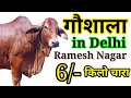 Gaushala in delhi Ramesh Nagar | Chara 6/- Rupay Kilo | #Gaushala Yogi Ram Nath Gaushala Trust