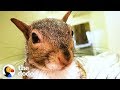 This Rescued Squirrel Is The Ultimate Diva | The Dodo