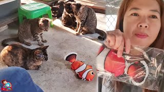 ของเล่นแมว ปลาการ์ตูนดิ้นได้