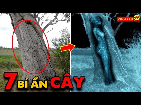 🔥 7 Bí Ẩn Ly Kỳ và Thú Vị về Cây Trồng Quanh Nhà Nhưng Chưa Chắc Bạn Đã Biết | Kính Lúp TV